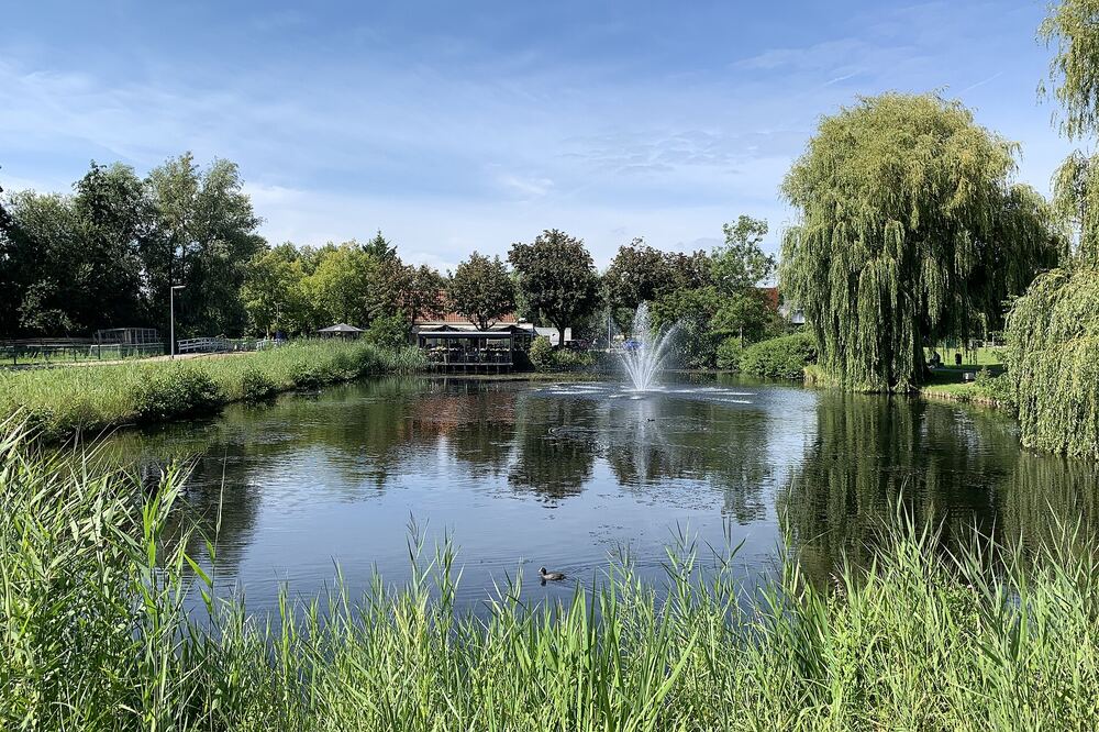Fontein in een parkvijver in Hoofddorp, met riet en wilgen langs de oever