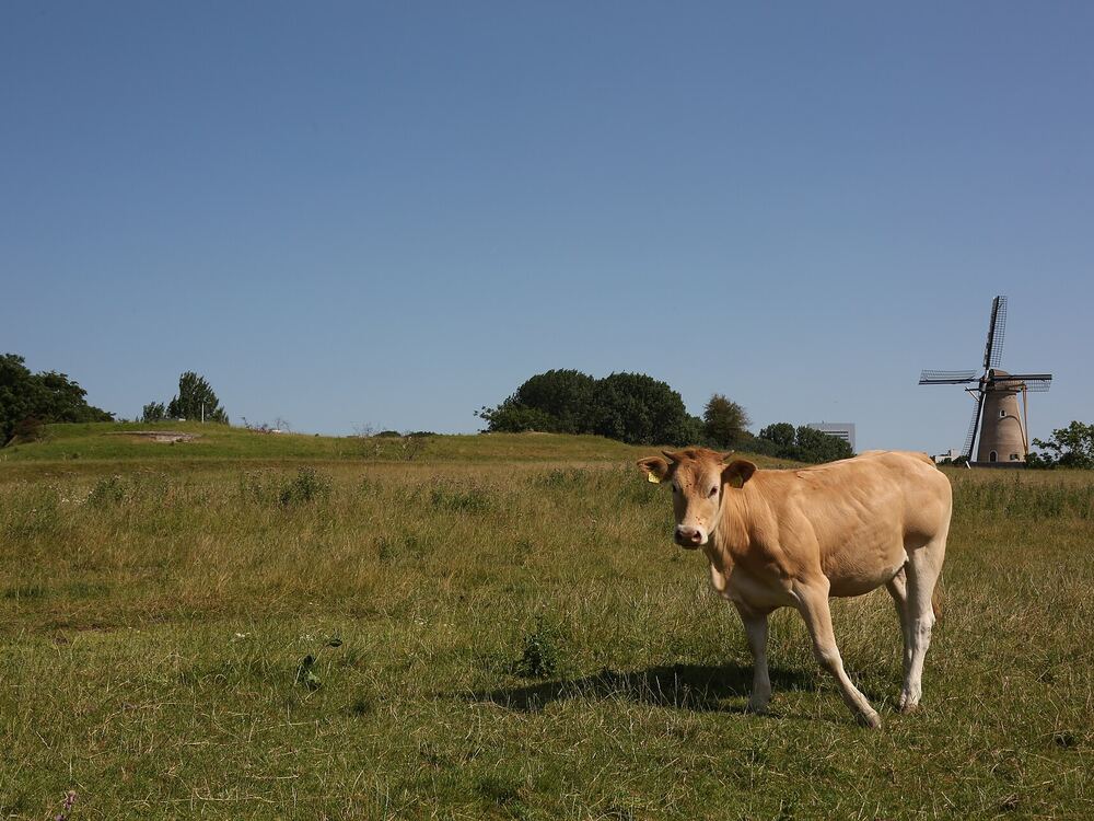 Een kalf in de wei op het fortterrein bij Hoofddorp, met een molen op de achtergrond
